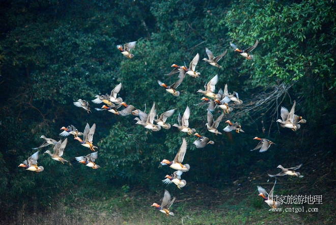 進入初冬，大批野生鴛鴦陸續(xù)飛抵江西婺源縣賦春鎮(zhèn)鴛鴦湖越冬，小精靈們在湖面上或相互依偎、卿卿我我；或隨波逐流、嬉戲打鬧，悠閑自在生活在青山綠水之間，優(yōu)良的水域和豐富的湖畔闊葉林，為鴛鴦過冬提供良好生存環(huán)境，婺源鴛鴦湖已成為亞洲最大的野生鴛鴦越冬棲息地。（攝于12月4日下午）