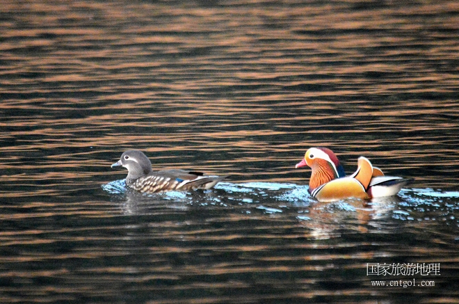 進入初冬，大批野生鴛鴦陸續(xù)飛抵江西婺源縣賦春鎮(zhèn)鴛鴦湖越冬，小精靈們在湖面上或相互依偎、卿卿我我；或隨波逐流、嬉戲打鬧，悠閑自在生活在青山綠水之間，優(yōu)良的水域和豐富的湖畔闊葉林，為鴛鴦過冬提供良好生存環(huán)境，婺源鴛鴦湖已成為亞洲最大的野生鴛鴦越冬棲息地。（攝于12月4日下午）